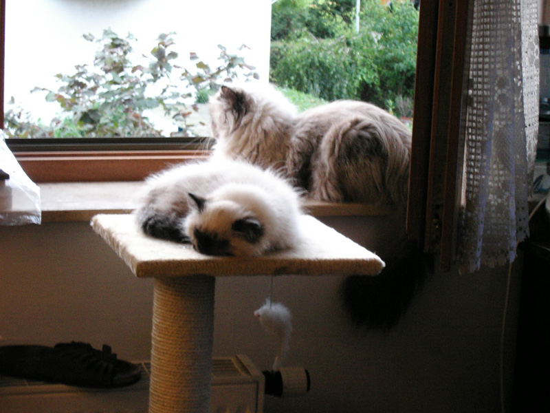w2965 Lilian sleeps Mika watches.jpg 173.2K